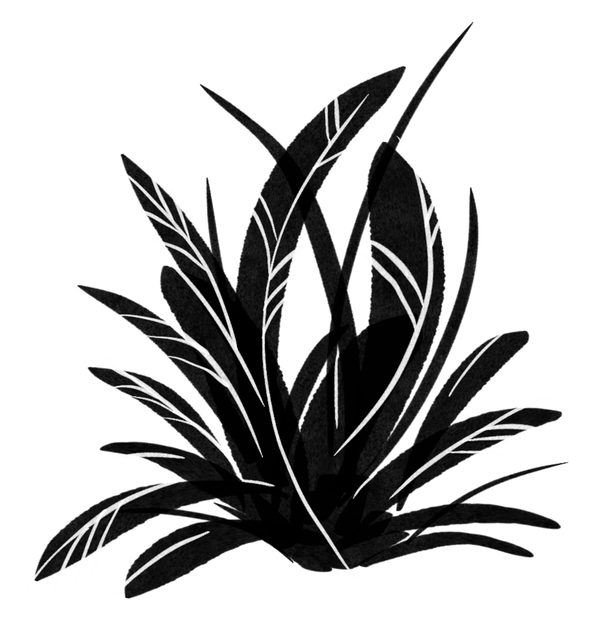 bush background
