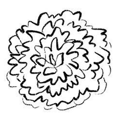 dahlia
