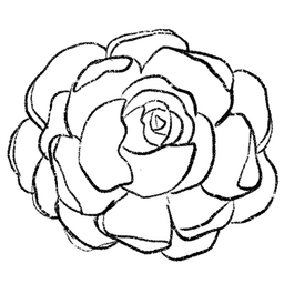 peony