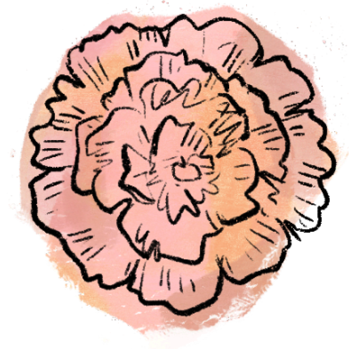 carnation