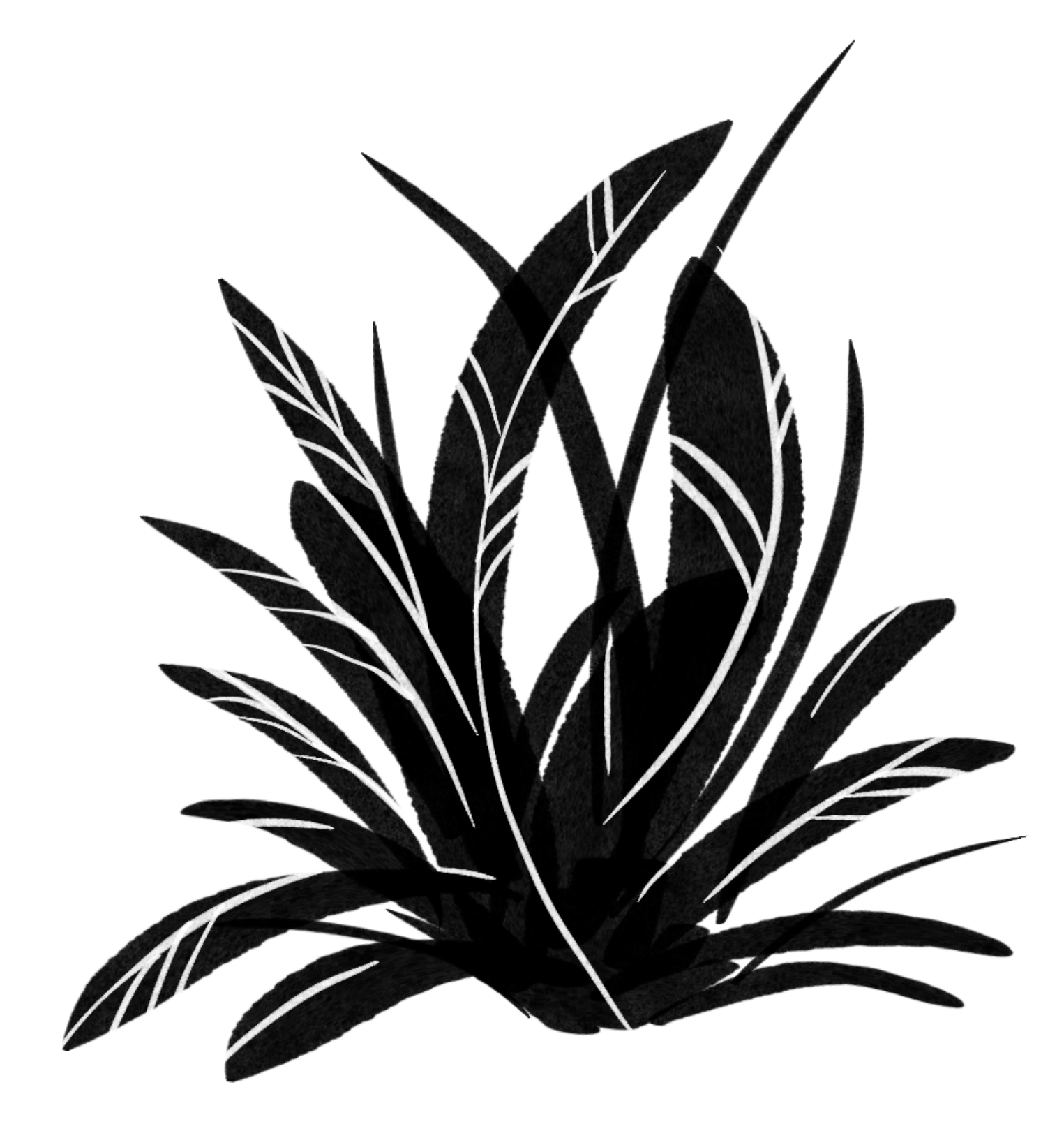 bush background