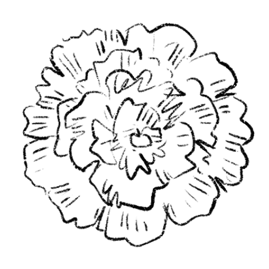 carnation