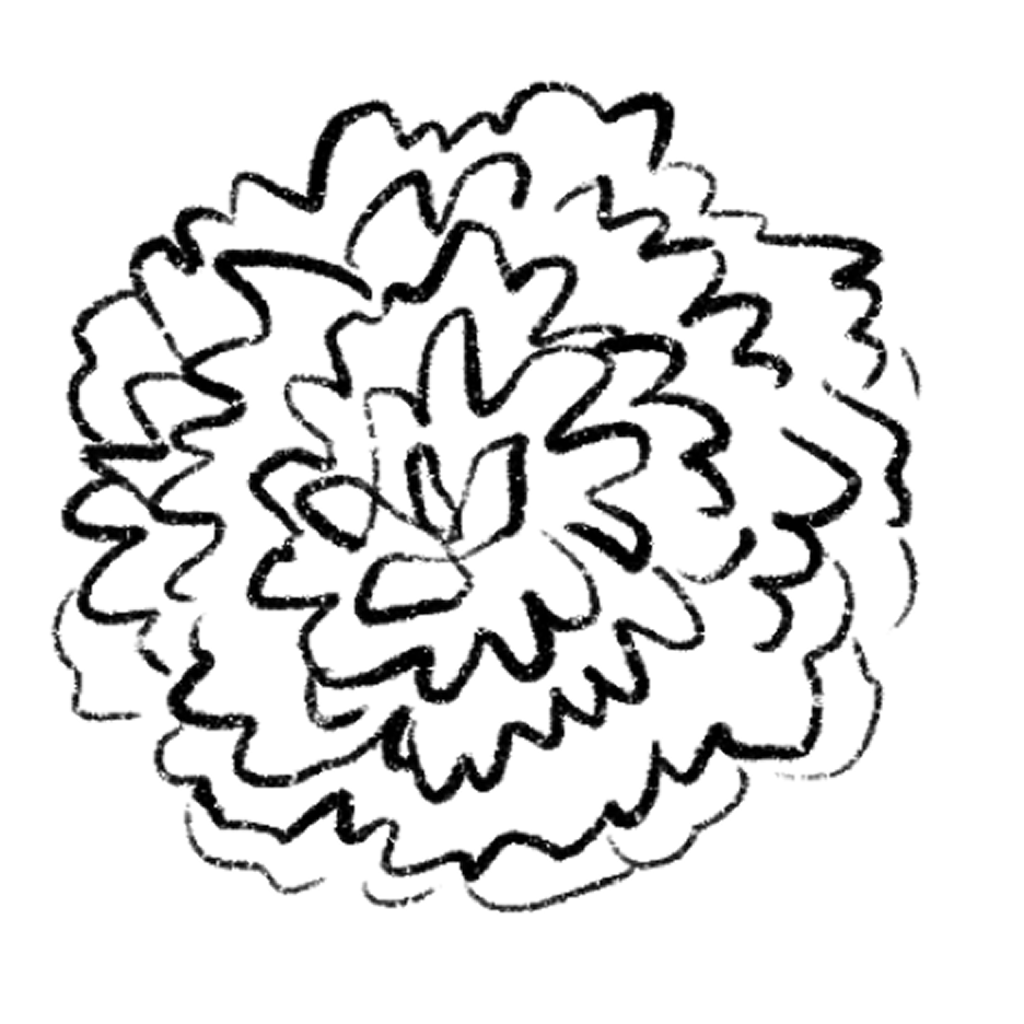 dahlia