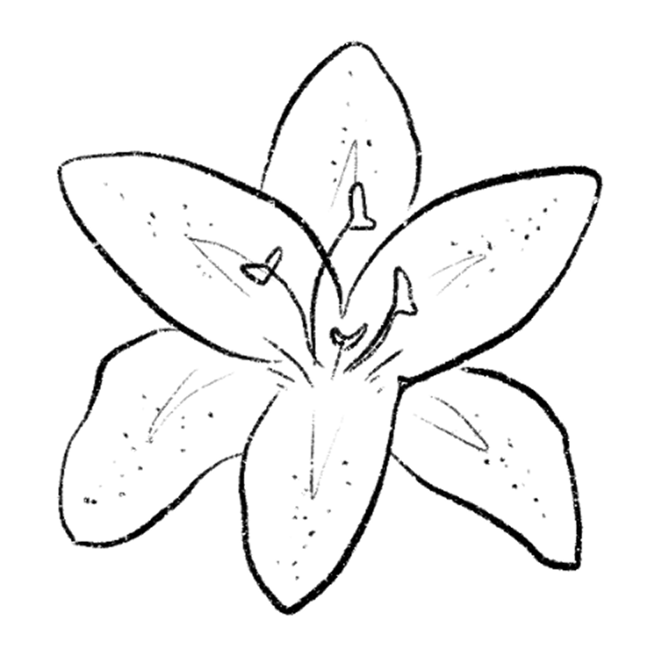 lily