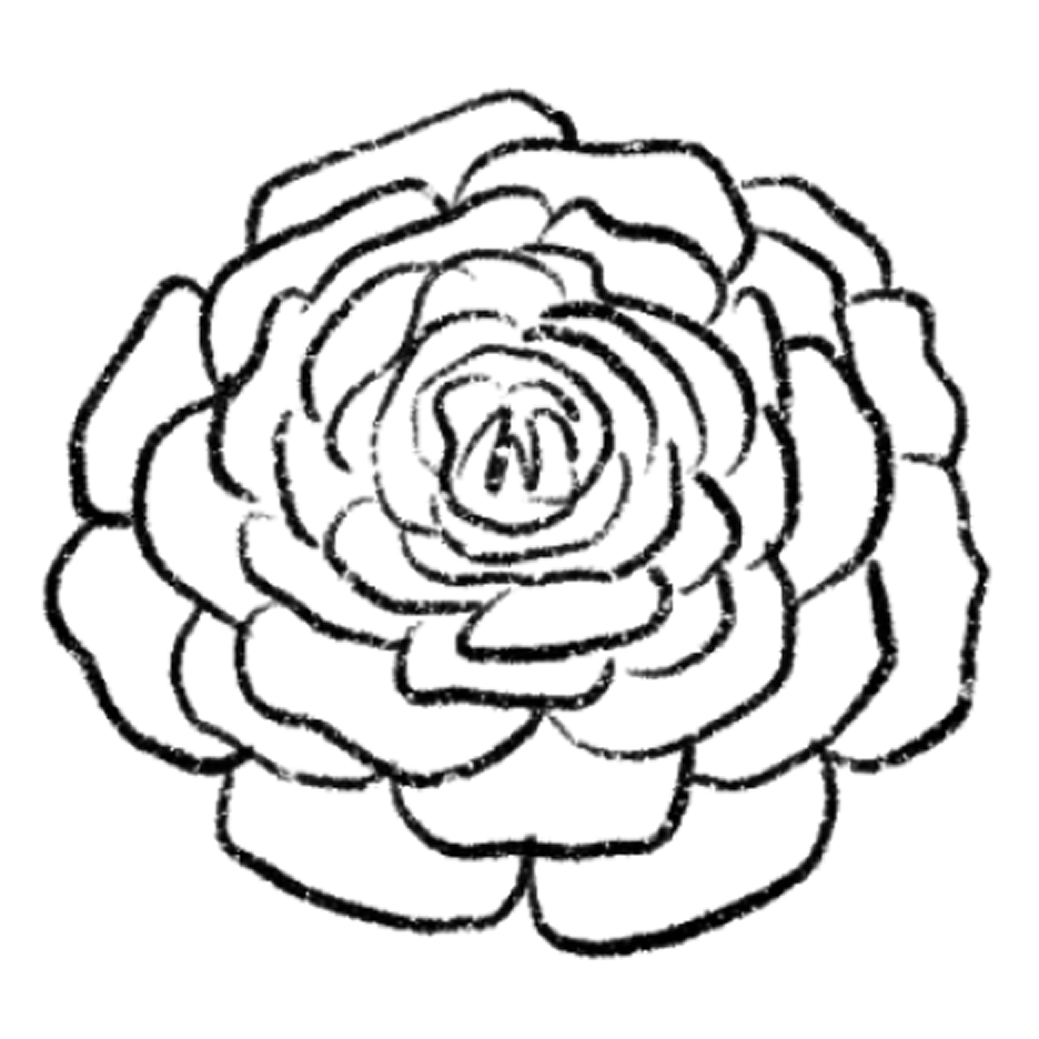 ranunculus