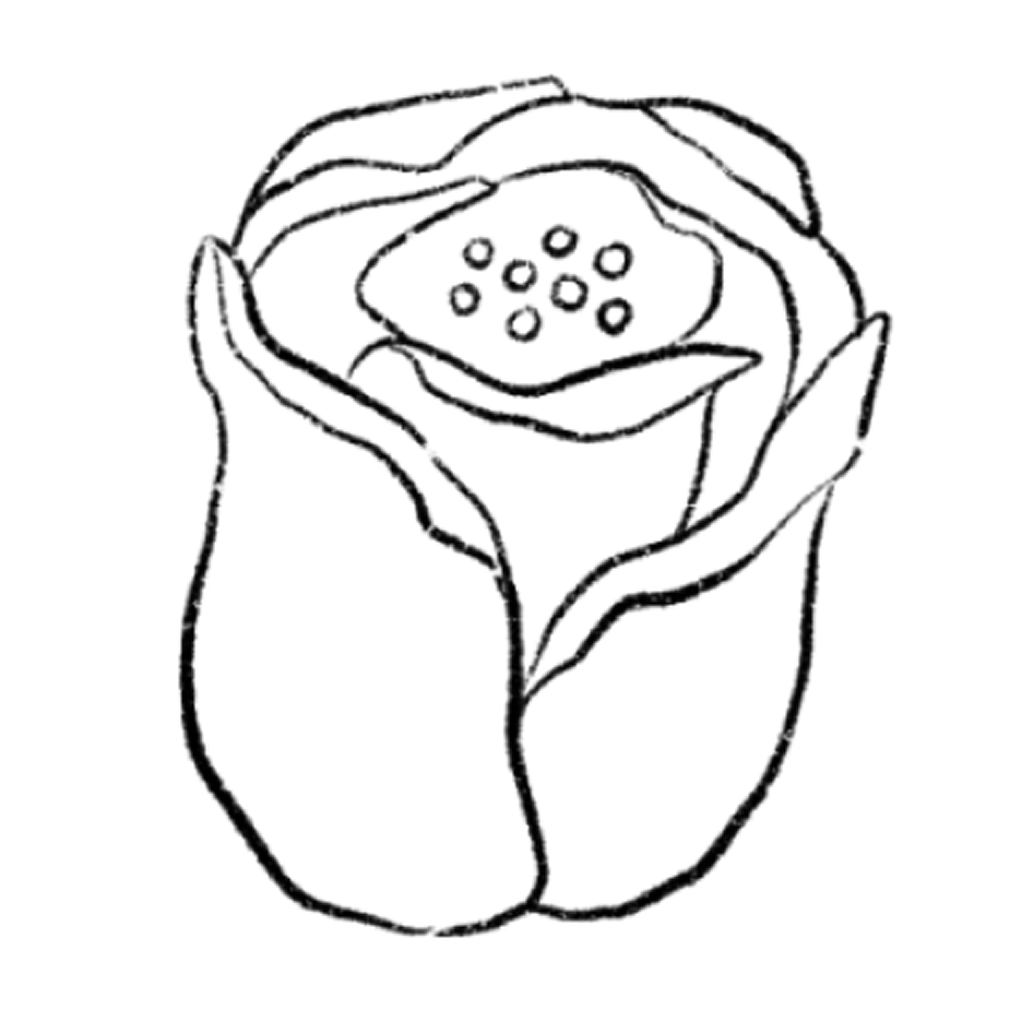 tulip