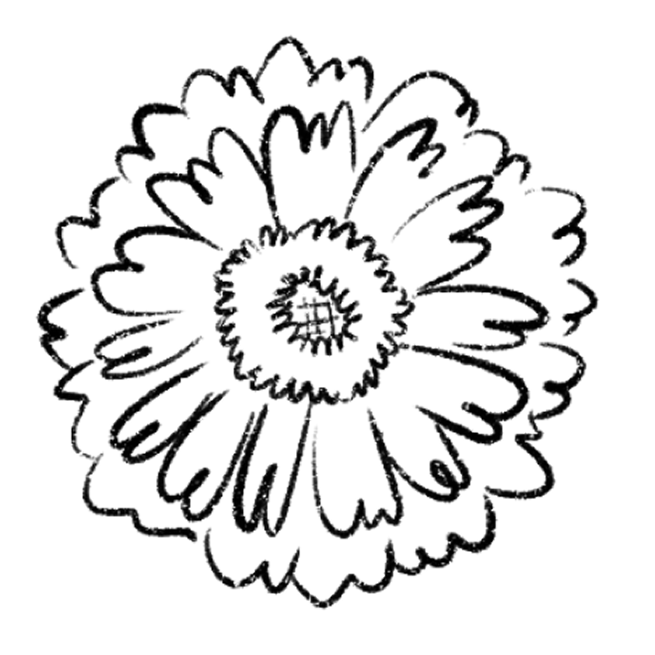 zinnia